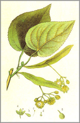 tilia