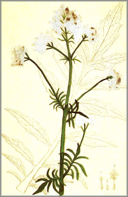 Valeriana