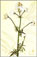 valeriana
