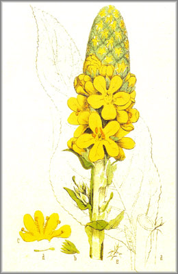 verbascum